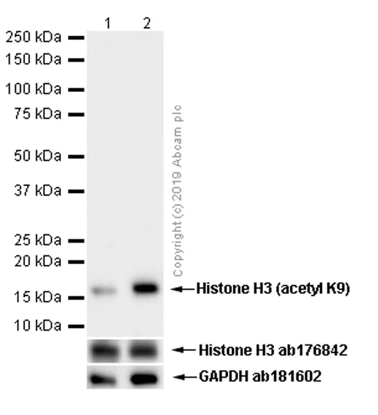 Western blot - Anti-Histone H3 (acetyl K9) antibody [Y28] - ChIP Grade - BSA and Azide free (AB203951)