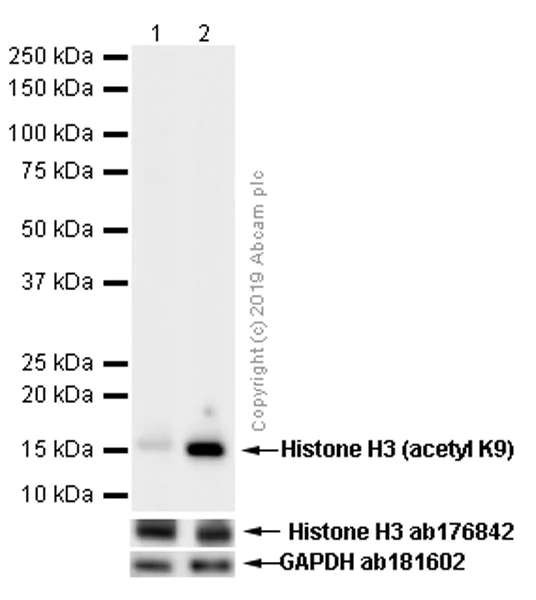 Western blot - Anti-Histone H3 (acetyl K9) antibody [Y28] - ChIP Grade - BSA and Azide free (AB203951)