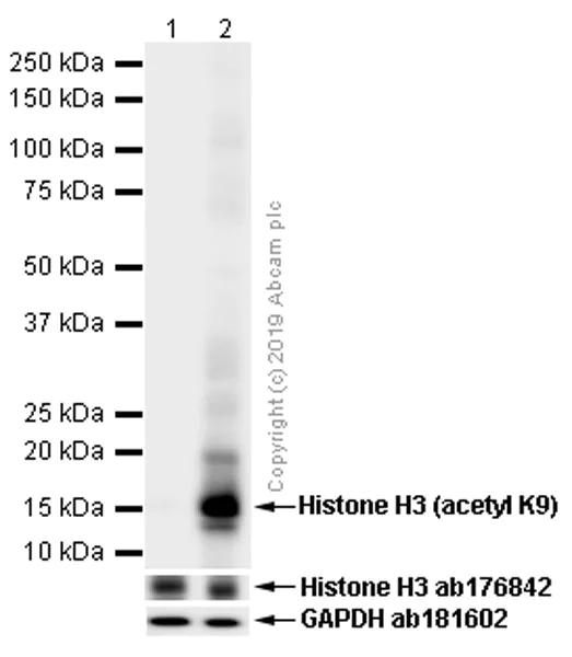 Western blot - Anti-Histone H3 (acetyl K9) antibody [Y28] - ChIP Grade - BSA and Azide free (AB203951)