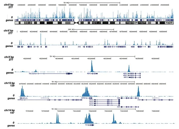 ChIP-sequencing - Anti-Histone H3 (acetyl K9 + K14) antibody (AB232952)