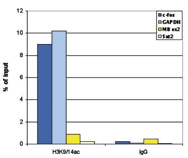 ChIP-sequencing - Anti-Histone H3 (acetyl K9 + K14) antibody (AB232952)