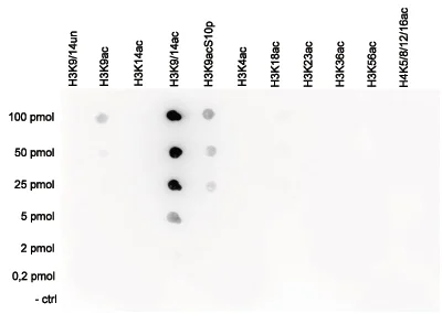 Dot Blot - Anti-Histone H3 (acetyl K9 + K14) antibody (AB232952)