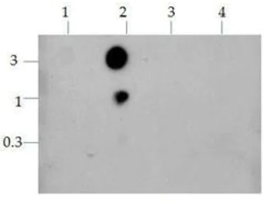 Dot Blot - Anti-Histone H3 (acetyl K9 + K14) antibody (AB272151)