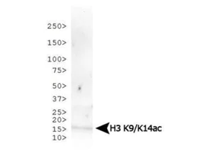 Western blot - Anti-Histone H3 (acetyl K9 + K14) antibody (AB272151)