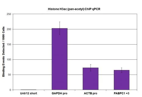 ChIP - Anti-Histone H3 (acetyl K9 + K14 + K18 + K23 + K27) antibody (AB47915)