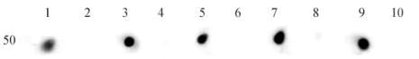 Dot Blot - Anti-Histone H3 (acetyl K9 + K14 + K18 + K23 + K27) antibody (AB47915)