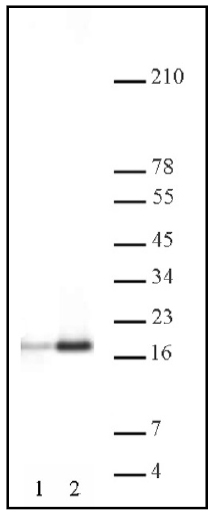 Western blot - Anti-Histone H3 (acetyl K9 + K14 + K18 + K23 + K27) antibody (AB47915)