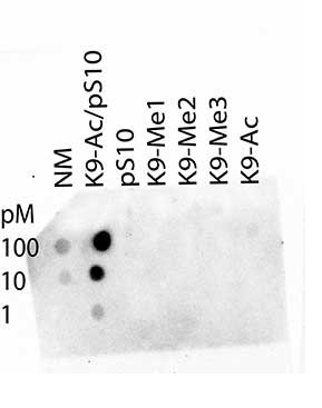 Dot Blot - Anti-Histone H3 (acetyl K9, phospho S10) antibody (AB272166), expandable thumbnail