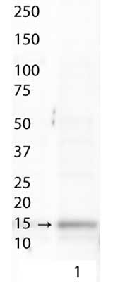 Western blot - Anti-Histone H3 (acetyl K9, phospho S10) antibody (AB272166), expandable thumbnail