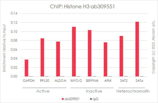 ChIP - Anti-Histone H3 antibody [1B1B2] - BSA and Azide free (AB325978)