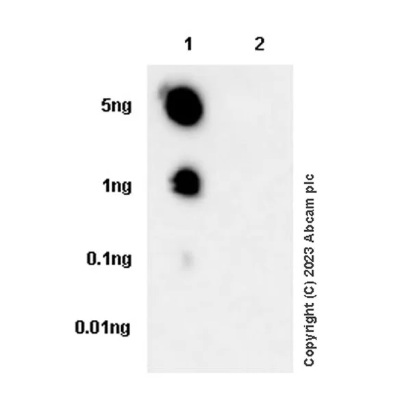 Dot Blot - Anti-Histone H3 antibody [1B1B2] - BSA and Azide free (AB325978)