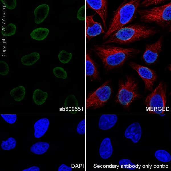 Immunocytochemistry/ Immunofluorescence - Anti-Histone H3 antibody [1B1B2] - BSA and Azide free (AB325978)