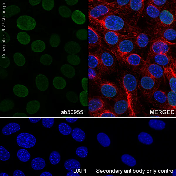 Immunocytochemistry/ Immunofluorescence - Anti-Histone H3 antibody [1B1B2] - BSA and Azide free (AB325978)
