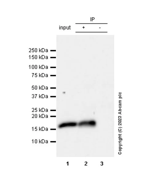 Immunoprecipitation - Anti-Histone H3 antibody [1B1B2] - BSA and Azide free (AB325978)
