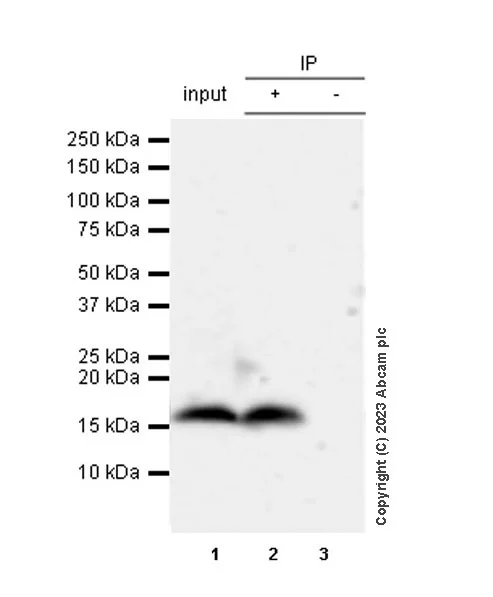 Immunoprecipitation - Anti-Histone H3 antibody [1B1B2] - BSA and Azide free (AB325978)