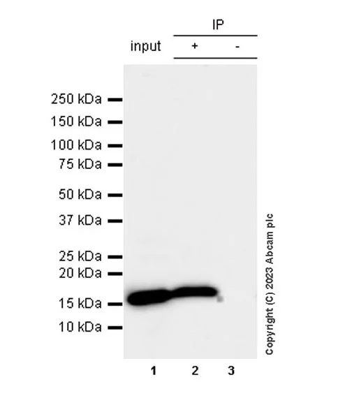 Immunoprecipitation - Anti-Histone H3 antibody [1B1B2] - BSA and Azide free (AB325978)