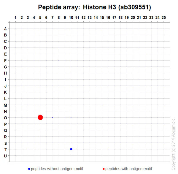 Peptide Array - Anti-Histone H3 antibody [1B1B2] - BSA and Azide free (AB325978)