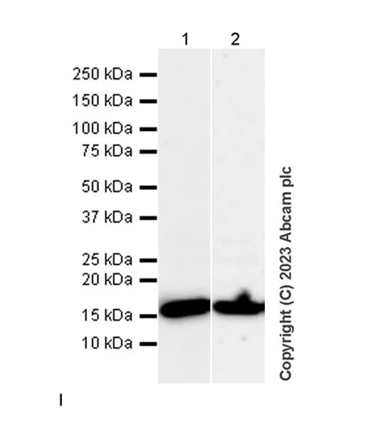 Western blot - Anti-Histone H3 antibody [1B1B2] - BSA and Azide free (AB325978)