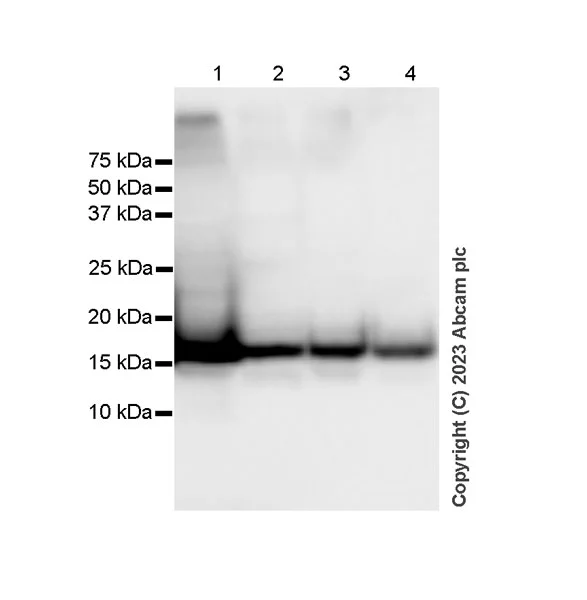 Western blot - Anti-Histone H3 antibody [1B1B2] - BSA and Azide free (AB325978)