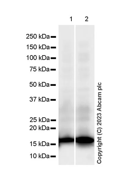 Western blot - Anti-Histone H3 antibody [1B1B2] - BSA and Azide free (AB325978)