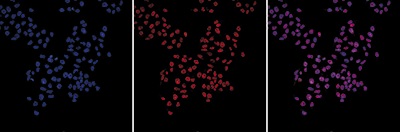 Immunocytochemistry/ Immunofluorescence - Anti-Histone H3 antibody [1B1B2] - ChIP Grade (AB195277), expandable thumbnail