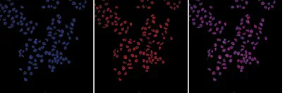 Immunocytochemistry/ Immunofluorescence - Anti-Histone H3 antibody [1B1B2] - Nuclear Marker and ChIP Grade (AB195277)
