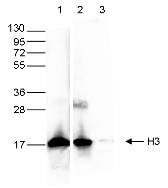 Western blot - Anti-Histone H3 antibody [1B1B2] - Nuclear Marker and ChIP Grade (AB195277), expandable thumbnail