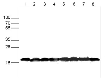 Western blot - Anti-Histone H3 antibody [1B1B2] - Nuclear Marker and ChIP Grade (AB195277), expandable thumbnail