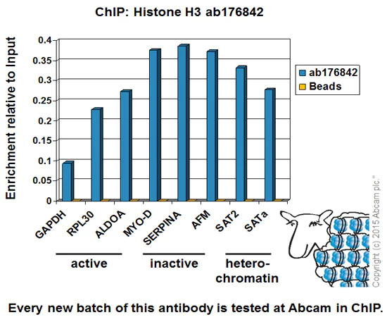 ChIP - Anti-Histone H3 antibody [EPR16987] - BSA and Azide free (AB238971)