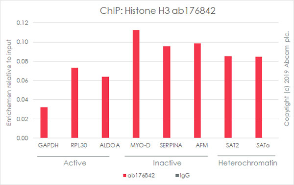 ChIP - Anti-Histone H3 antibody [EPR16987] - Nuclear Marker and ChIP Grade (AB176842), expandable thumbnail