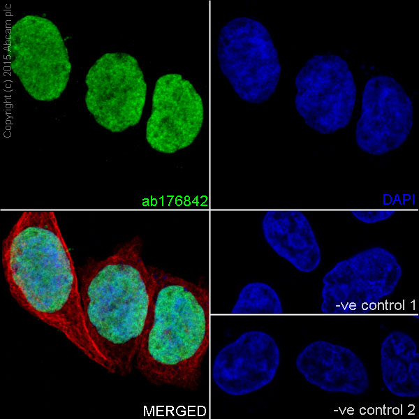 Immunocytochemistry/ Immunofluorescence - Anti-Histone H3 antibody [EPR16987] - Nuclear Marker and ChIP Grade (AB176842), expandable thumbnail