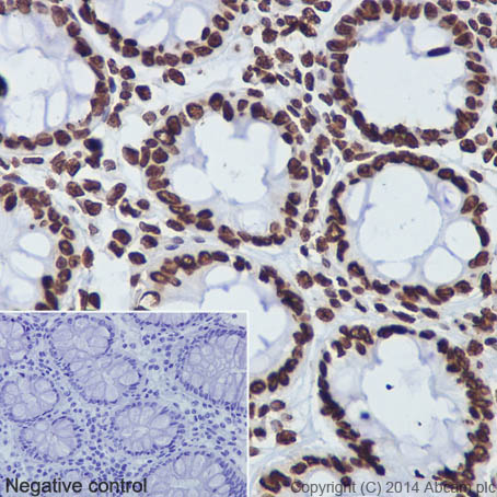 Immunohistochemistry (Formalin/PFA-fixed paraffin-embedded sections) - Anti-Histone H3 antibody [EPR16987] - Nuclear Marker and ChIP Grade (AB176842), expandable thumbnail