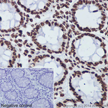 Immunohistochemistry (Formalin/PFA-fixed paraffin-embedded sections) - Anti-Histone H3 antibody [EPR16987] - Nuclear Marker and ChIP Grade (AB176842)