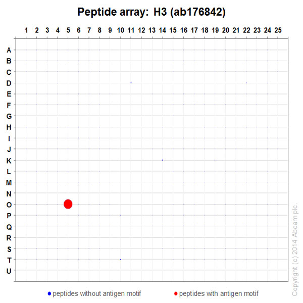 Peptide Array - Anti-Histone H3 antibody [EPR16987] - Nuclear Marker and ChIP Grade (ab176842), expandable thumbnail
