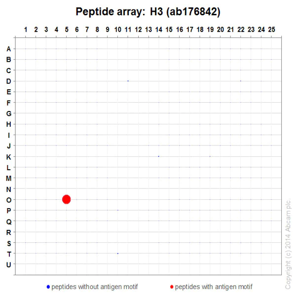 Peptide Array - Anti-Histone H3 antibody [EPR16987] - Nuclear Marker and ChIP Grade (AB176842)
