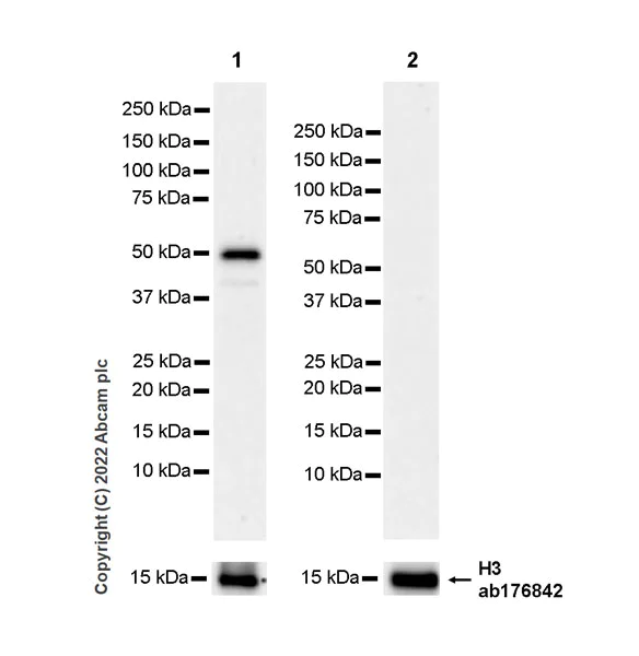 Western blot - Anti-Histone H3 antibody [EPR16987] - Nuclear Marker and ChIP Grade (AB176842)