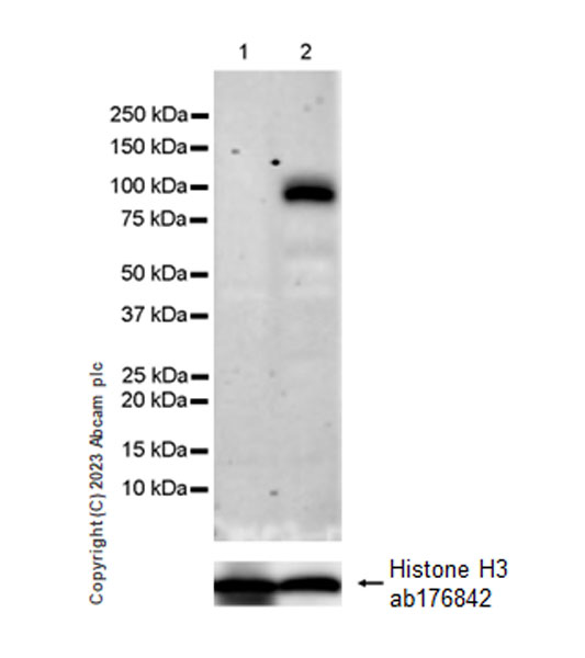 Western blot - Anti-Histone H3 antibody [EPR16987] - Nuclear Marker and ChIP Grade (ab176842), expandable thumbnail