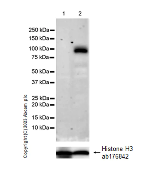 Western blot - Anti-Histone H3 antibody [EPR16987] - Nuclear Marker and ChIP Grade (AB176842)
