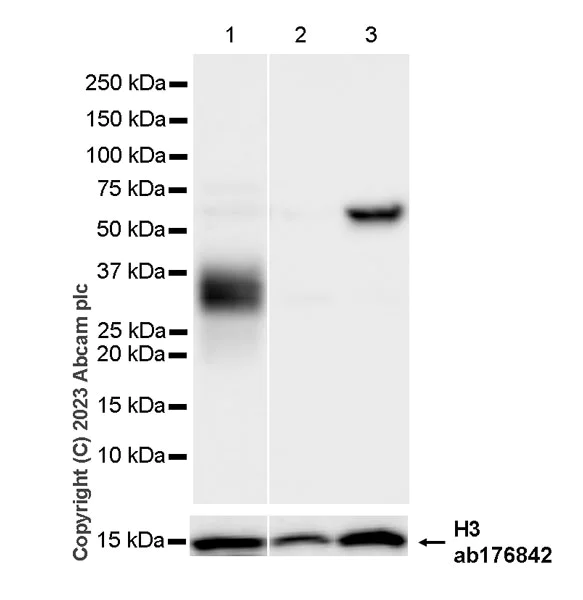 Western blot - Anti-Histone H3 antibody [EPR16987] - Nuclear Marker and ChIP Grade (AB176842)