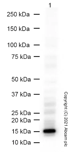 Western blot - Anti-Histone H3 antibody [EPR16987] - Nuclear Marker and ChIP Grade (AB176842)
