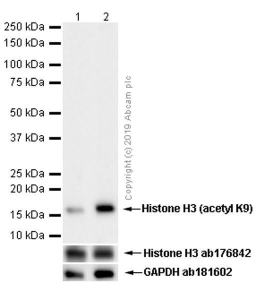 Western blot - Anti-Histone H3 antibody [EPR16987] - Nuclear Marker and ChIP Grade (ab176842), expandable thumbnail