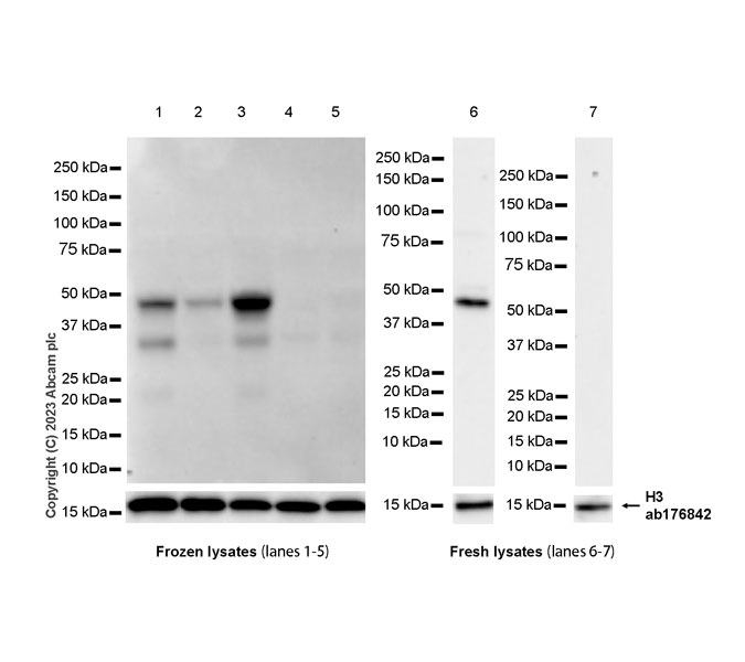 Western blot - Anti-Histone H3 antibody [EPR16987] - Nuclear Marker and ChIP Grade (ab176842), expandable thumbnail