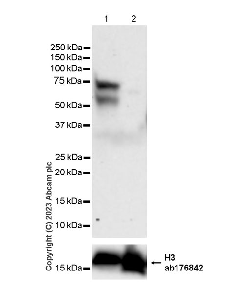 Western blot - Anti-Histone H3 antibody [EPR16987] - Nuclear Marker and ChIP Grade (ab176842), expandable thumbnail