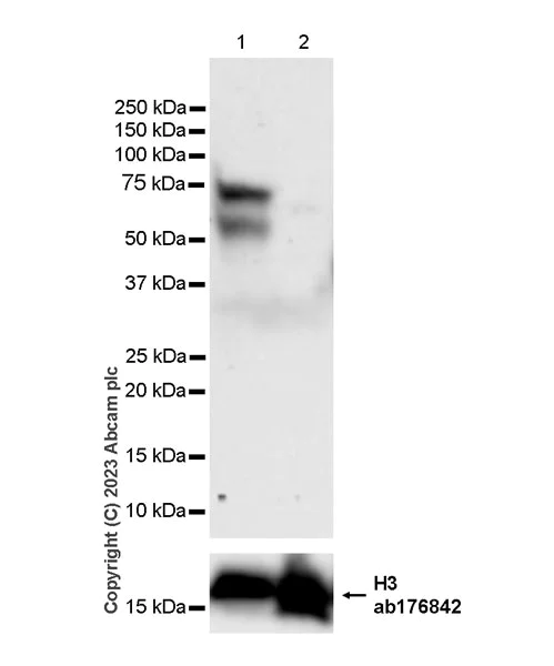 Western blot - Anti-Histone H3 antibody [EPR16987] - Nuclear Marker and ChIP Grade (AB176842)