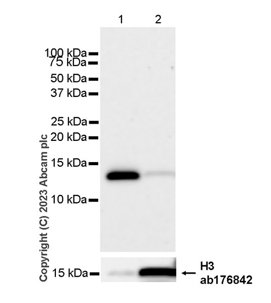 Western blot - Anti-Histone H3 antibody [EPR16987] - Nuclear Marker and ChIP Grade (ab176842), expandable thumbnail