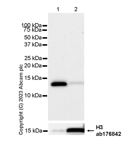 Western blot - Anti-Histone H3 antibody [EPR16987] - Nuclear Marker and ChIP Grade (AB176842)