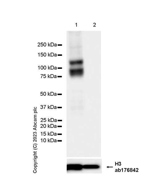 Western blot - Anti-Histone H3 antibody [EPR16987] - Nuclear Marker and ChIP Grade (AB176842)