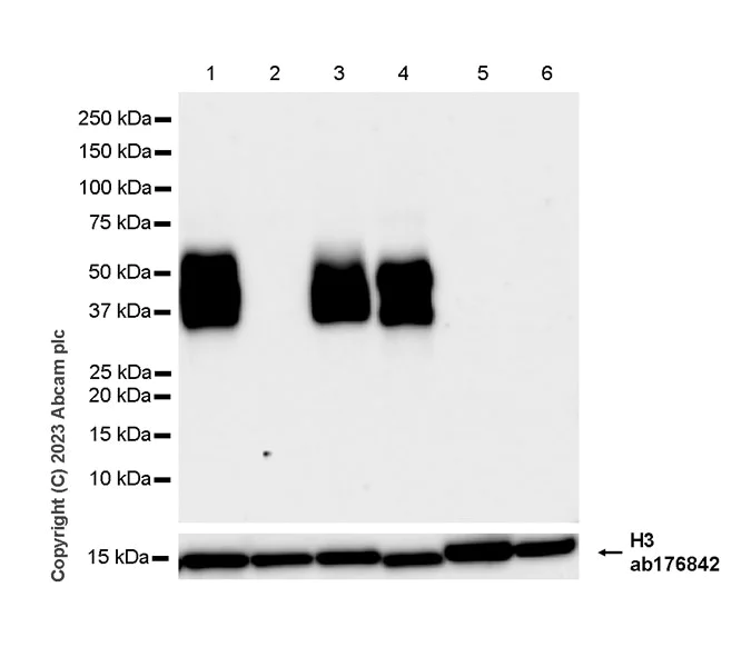 Western blot - Anti-Histone H3 antibody [EPR16987] - Nuclear Marker and ChIP Grade (AB176842)