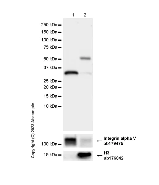 Western blot - Anti-Histone H3 antibody [EPR16987] - Nuclear Marker and ChIP Grade (AB176842)