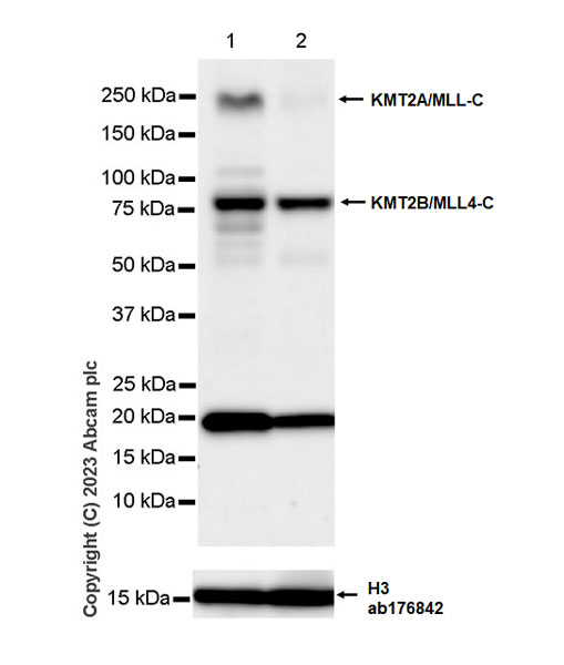 Western blot - Anti-Histone H3 antibody [EPR16987] - Nuclear Marker and ChIP Grade (ab176842), expandable thumbnail